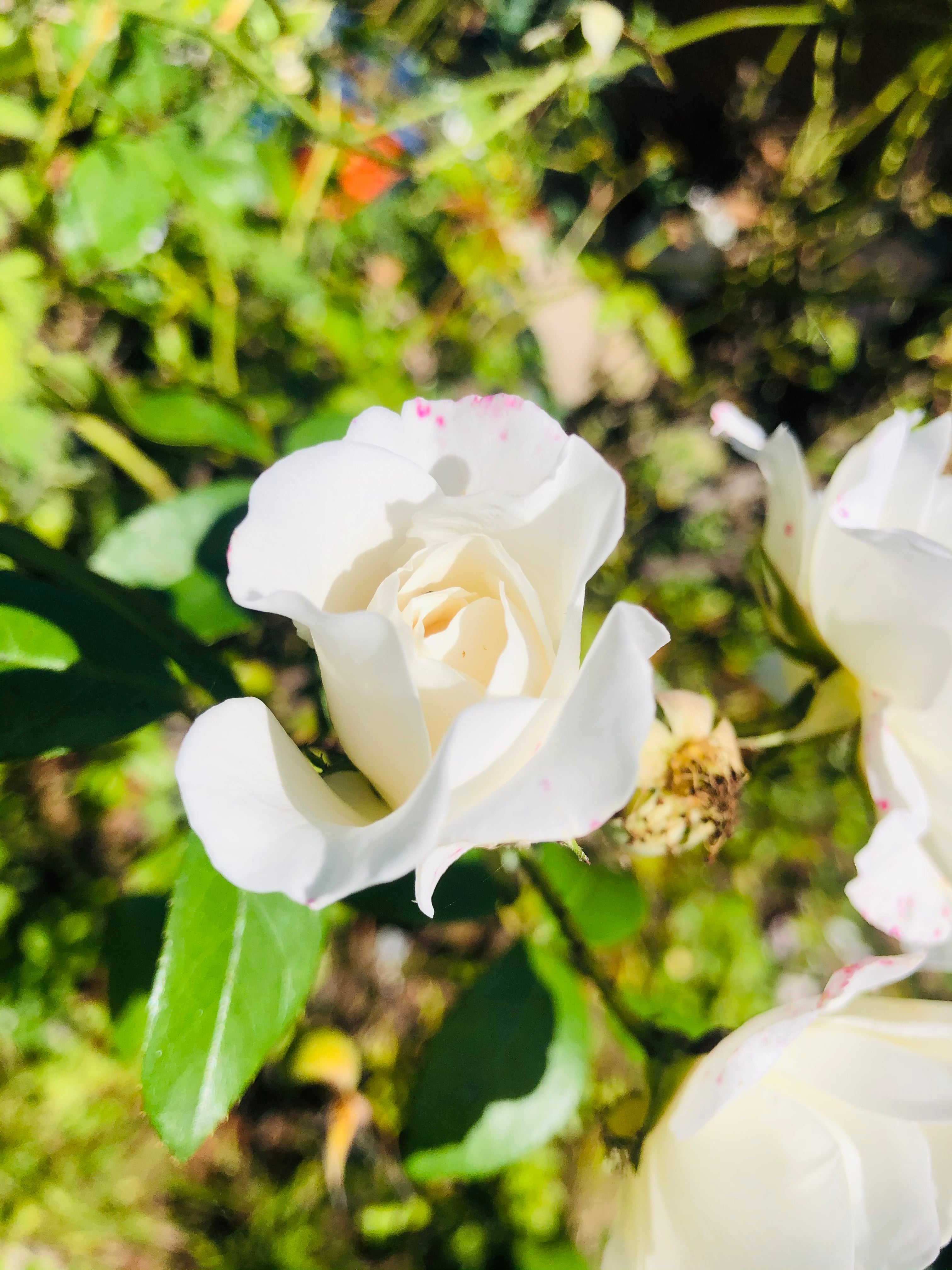 White Summer Rose Flower Essence | 30ml