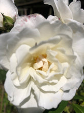 White Summer Rose Flower Essence | 30ml