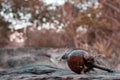LIMPA- INTENSIVE SPIRITUAL CLEANSING CEREMONY